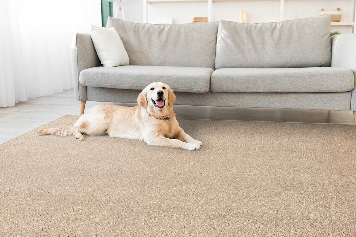 Family friendly carpet with a dog on it